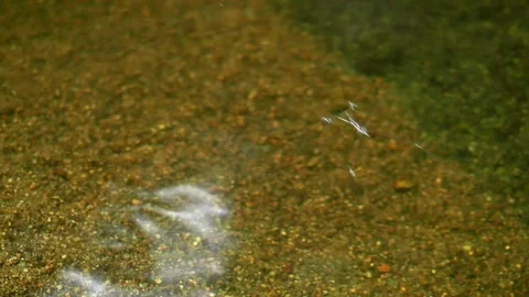 Water Strider Fighting Stream Current on Clear Tropical Water Stockbeeldmateriaal 334700036