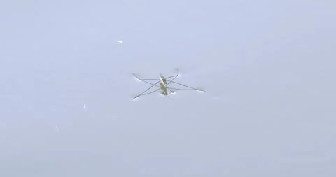 Water strider floating on water surface Video stock 254338367