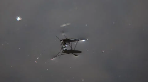 Water Strider Video stock 54047116