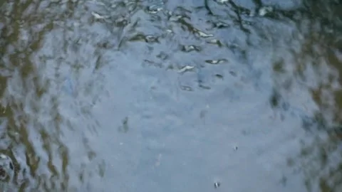 The water strider Stock-Footage 332875301
