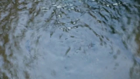 The water strider Stock-Footage 332875302