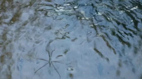 Water Strider Stock-Footage 332875330