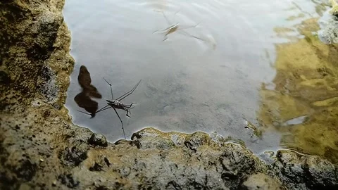 Water Strider (Gerridae), insects moving back-forth on water surface Stock Footage 337099864