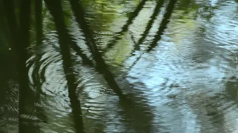 Water strider (Gerris) Stock Footage 16718843