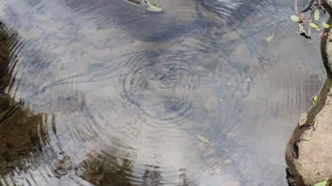 Water Strider Glide Timelapse. Stock Footage 312070261