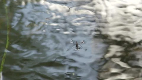 Water Strider Gliding on Pond Surface - Insect Moving on Water 스톡 동영상 310567827