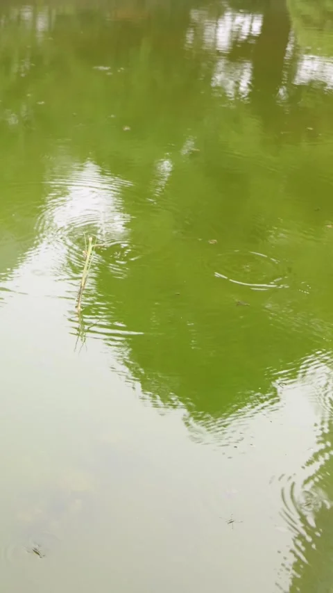 Water Strider Gliding on Pond Surface Vertical Video Stock Footage 339768821