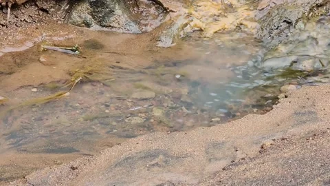 Water strider gliding on shallow puddle near sandy creek bank. Stock Footage 325750341