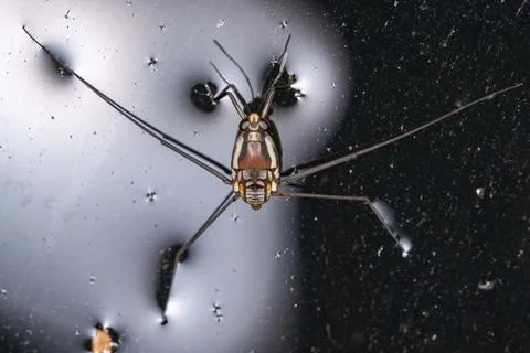 Water Strider Insect Stock Photos