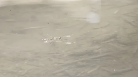 Water strider insect skating on shallow water surface in nature Vidéo 347010505