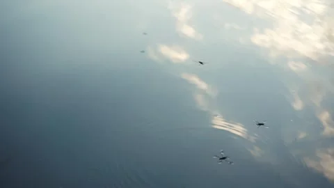 Water strider insects float on water. Insects float on water like skaters Stock Footage 246001201