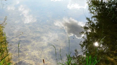 Water strider insects 動画素材 51727639