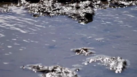 Water strider insects moving on shallow rippling pond surface Stock Footage 329657260