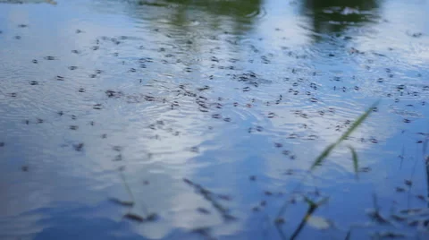 Water strider on the lake Stock Footage 55100689