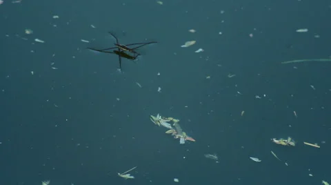Water Strider Laying On The Water Stock Footage 40313849