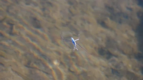 Water Strider, Long Shot Stock Footage 102628656