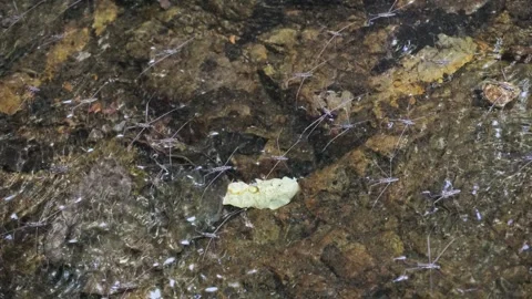 A water strider moves across the surface of a natural water source Stock Footage 301280108