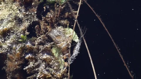 Water strider nymphs flitting over floating insect shells Stock-Footage 80506111