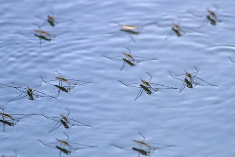 Water strider Foto stock