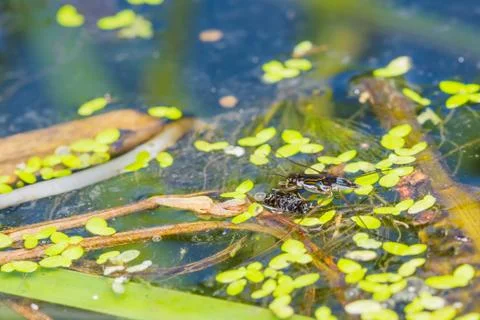 Water strider Stock Photos