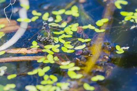 Water strider Stock Photos