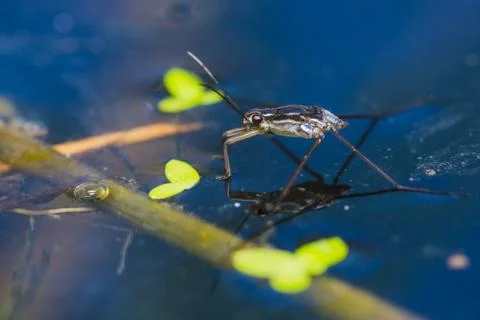 Water strider Stock Photos