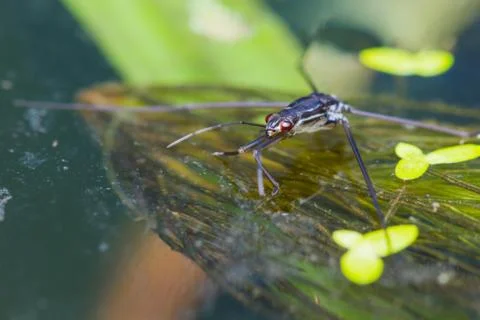 Water strider Stock Photos