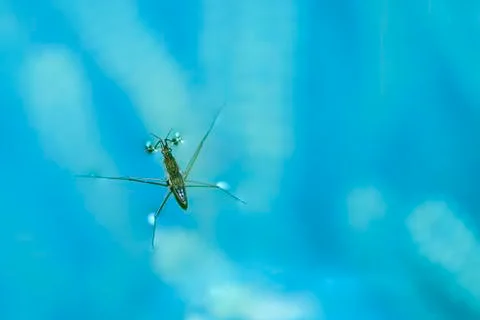 Water strider Stock Photos
