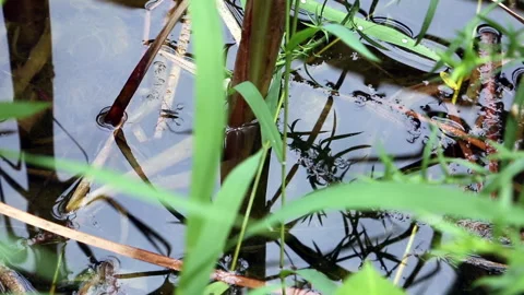 Water Strider on Pond Surface with Reeds Close Up Stock Footage 333569135