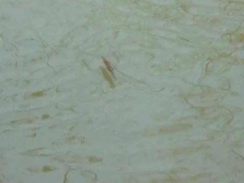 Water strider on rippled pond surface, soft focus Stock Photos