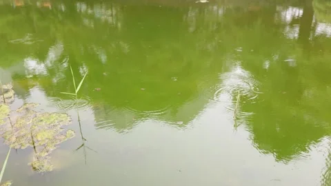 Water strider skating on calm green pond surface Stock Footage 339768685