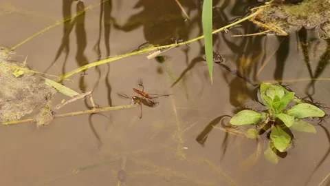 Water strider standing on the surface of the water. Striders hunting an insect Stock Footage 196106462