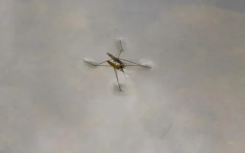 Water strider on the surface of the water. Stock Photos