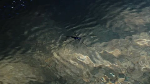 Water strider walking on river surface Stock Footage 295806928