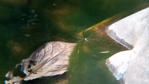 Water Strider Walking on Water Surface in Green Pond 4K Видео 343081103