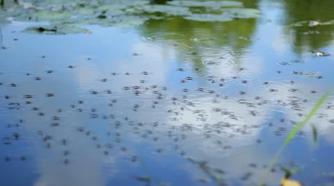 Water strider on the water Stock-Footage 53549621