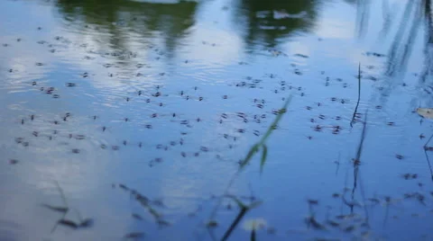 Water strider on the water Stock-Footage 54460345