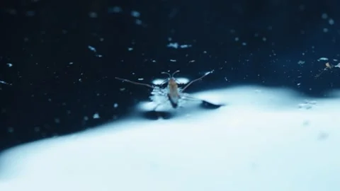 Water strider on the water surface 库存影片 258843923