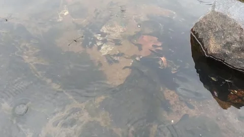 Water strider on the water surface, small fish in a pond Video stock 287187423
