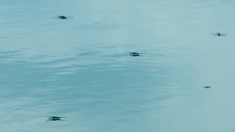 Water Striders #1 Stock Footage 115091633