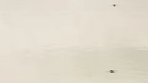 Water Striders #2 Video stock 115091851