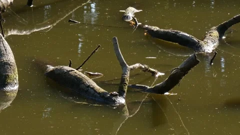 Water striders among dead branches in pond Vidéo 339358946