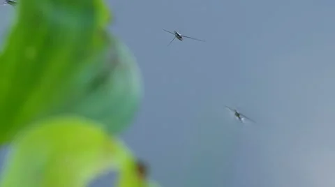 Water striders and spider Stock Footage 52262896