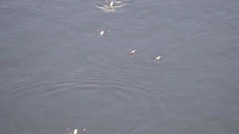 Water striders are floating Stock Footage 320005243