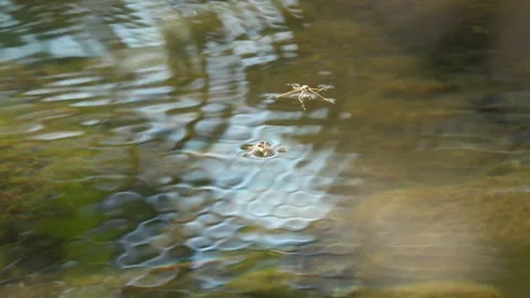 Water striders attack each other on a lake in summer Stock Footage 313948264