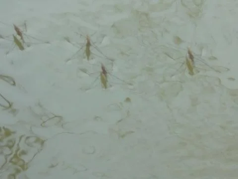 Water striders on calm pond surface, close-up in temperate freshwater Stock Photos