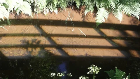 Water striders creating ripples on a calm river with geometric shadows Video stock 336412444