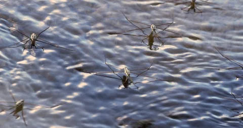 Water striders float in running water Stock Footage 116814718