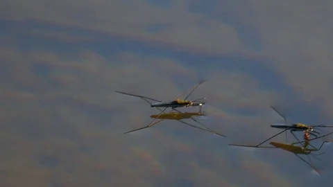 Water Striders Floating Macro Closeup Stock Footage 102628658