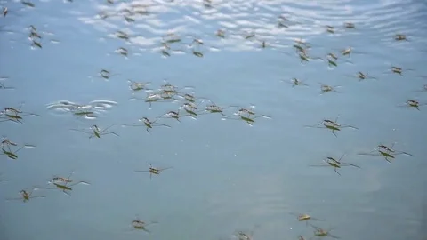 Water striders Stock Footage 76984689